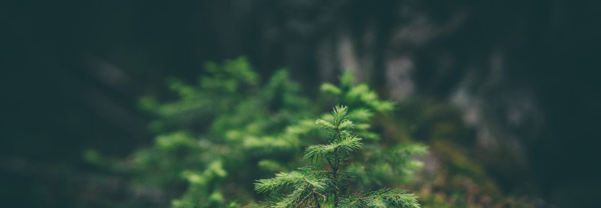 matthew-smith-Rfflri94rs8-unsplash